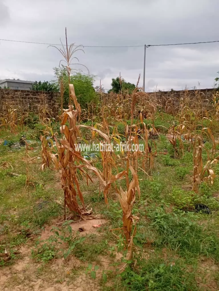 Je mets en vente une parcelle de terrain un (1) lot a 200 mètres vue direct sur goudron akepedo vers nouveau peage lome togo