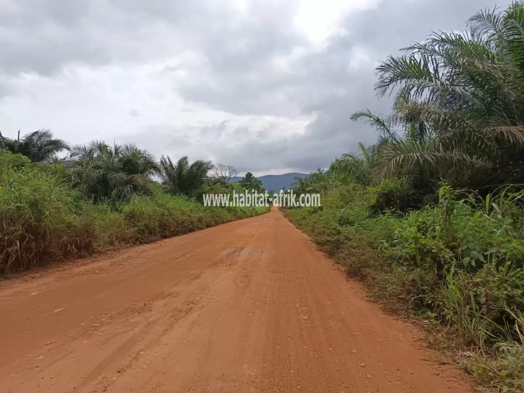 Je mets en vente une parcelle de terrain quatre (4) lots collés sur lequel il y’a des teck à yokele 10m de la ville kpalimé togo 