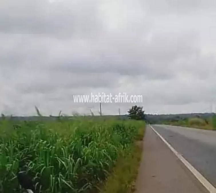 Domaine de plus 30 hectares au bord du GOUDRON COTONOU-LOMÉ à Ouidah 