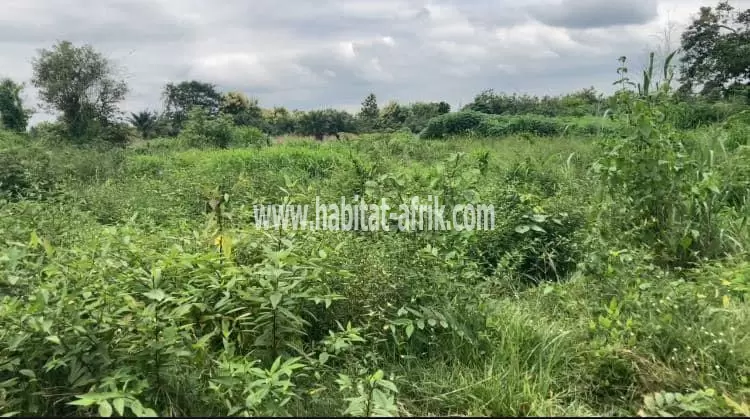 Je mets en vente une parcelle de terrain agricoles plus de 50 hectares a 4km du marché de kati et 14km du goudron notsè monou sur le boulevard N’5 LOME Kpalimé 