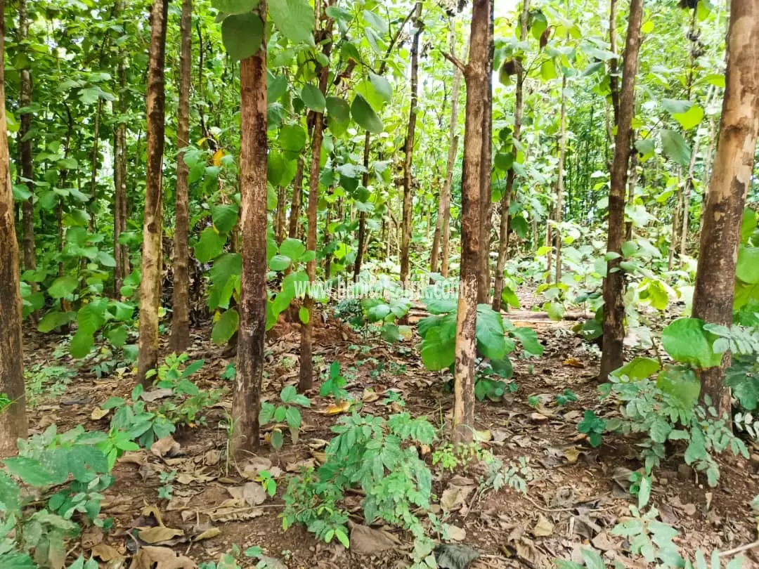 Je mets en vente une parcelle de terrain quatre (4) lots collés sur lequel il y’a des teck à yokele 10m de la ville kpalimé togo 