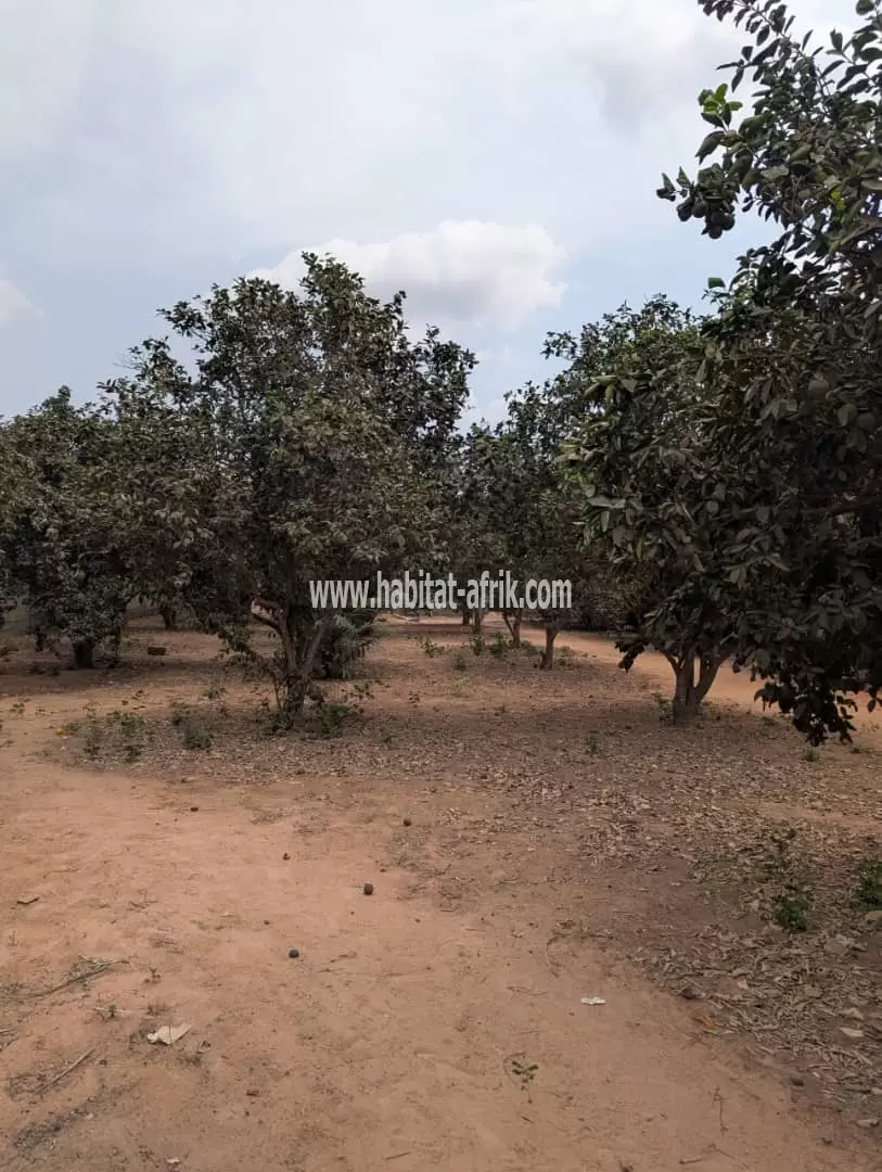 Je mets en vente une parcelle de terrain deux (02) lot colle avec titre foncier a segbe derrière la station essence energium lome togo