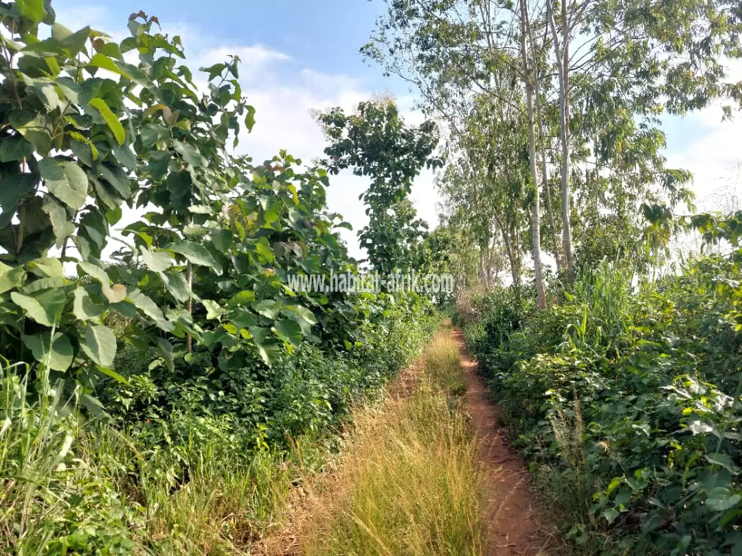 1,5Hectares avec palmiers à huile à vendre à Allada 