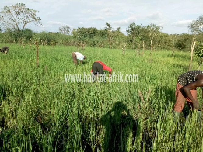 terrain agricole en vente