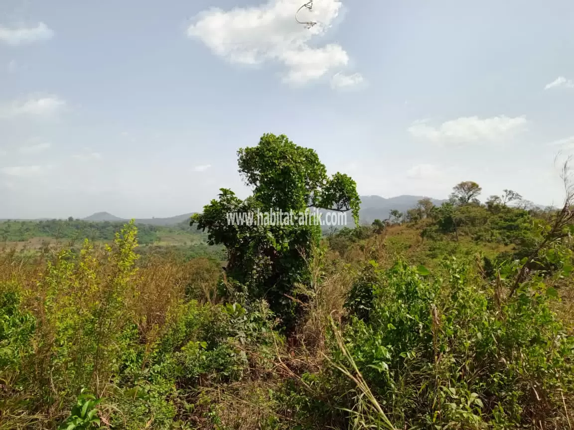 JE METS EN VENTE DES HECTARES AGRO PASTORALE A LAVIÉ KPALIMÉ TOGO