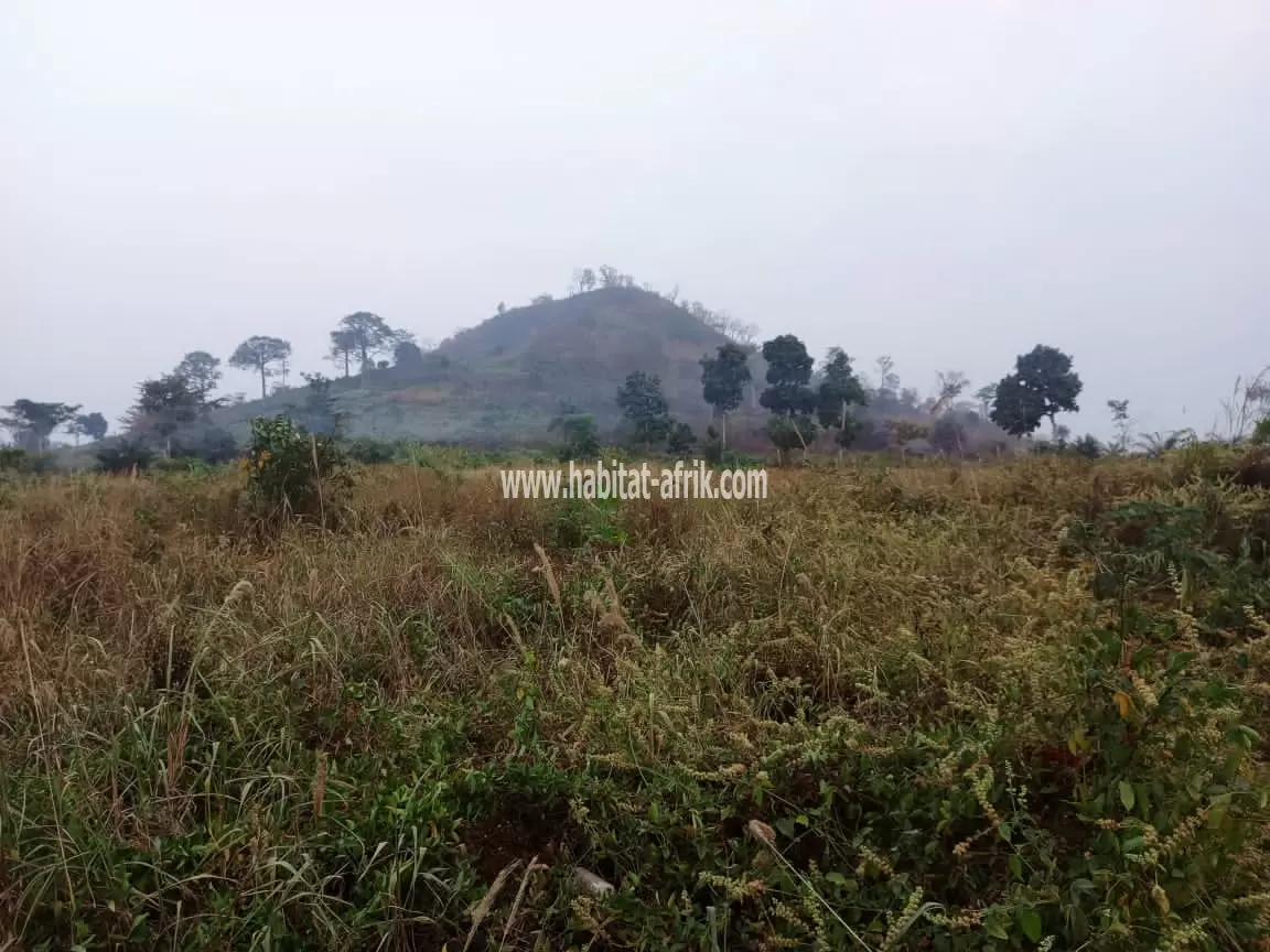 JE METS EN VENTE DES HECTARES AGRO PASTORALE A LAVIÉ KPALIMÉ TOGO