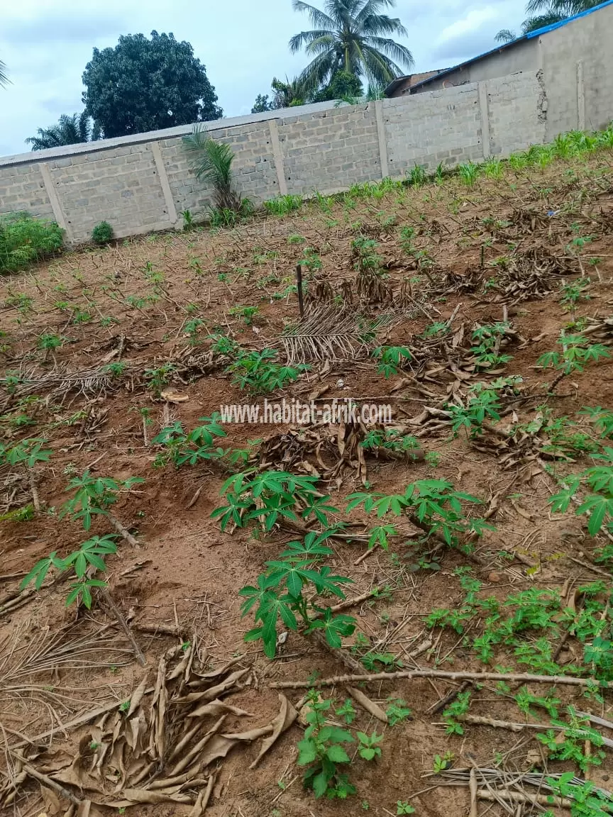 JE METS EN VENTE UNE PARCELLE DE TERRAIN À ZANGUERA 1,2km DU GOUDRON UCAO LOME TOGO