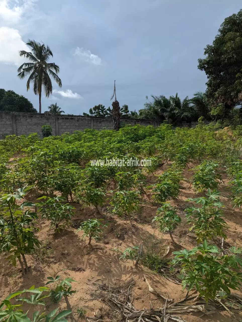 Je mets en vente une parcelle de terrain demi lot a gbodjomé 200 mètres du goudron Lome aneho