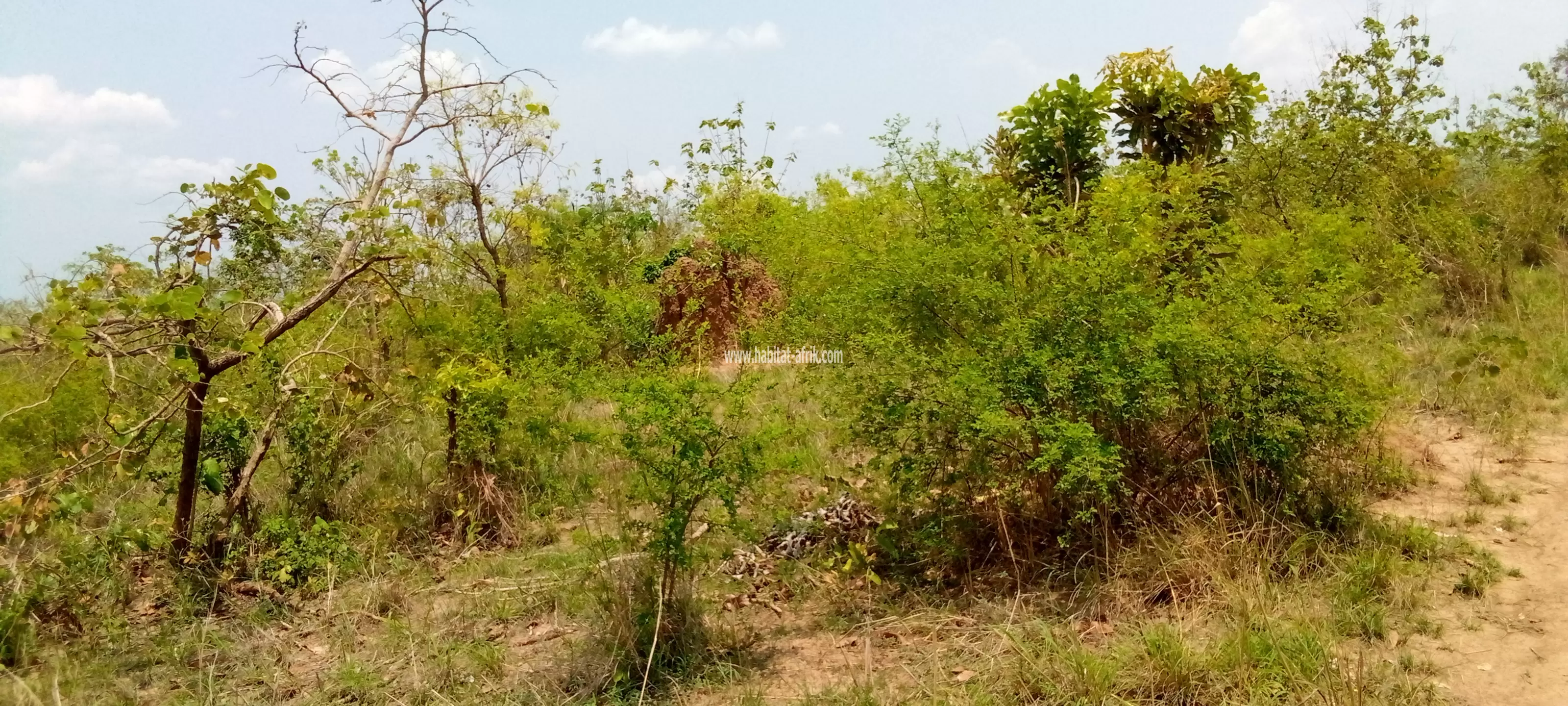 terrain rural fertile à Asaoun fokpo1