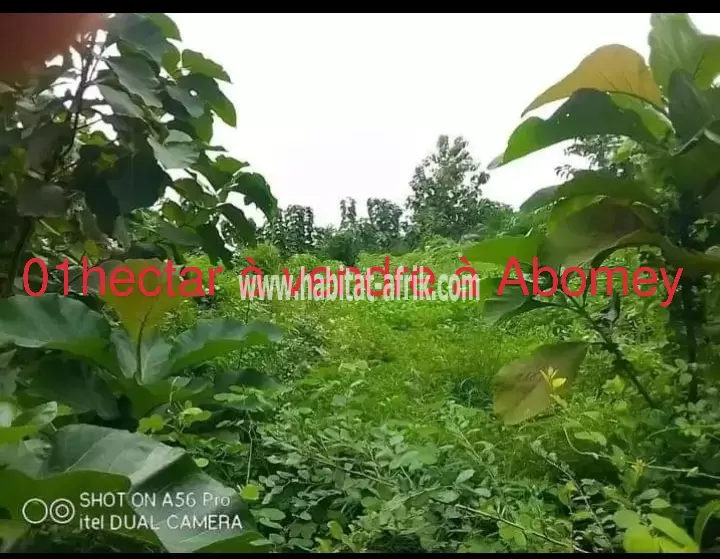 Hectare à Abomey à vendre 