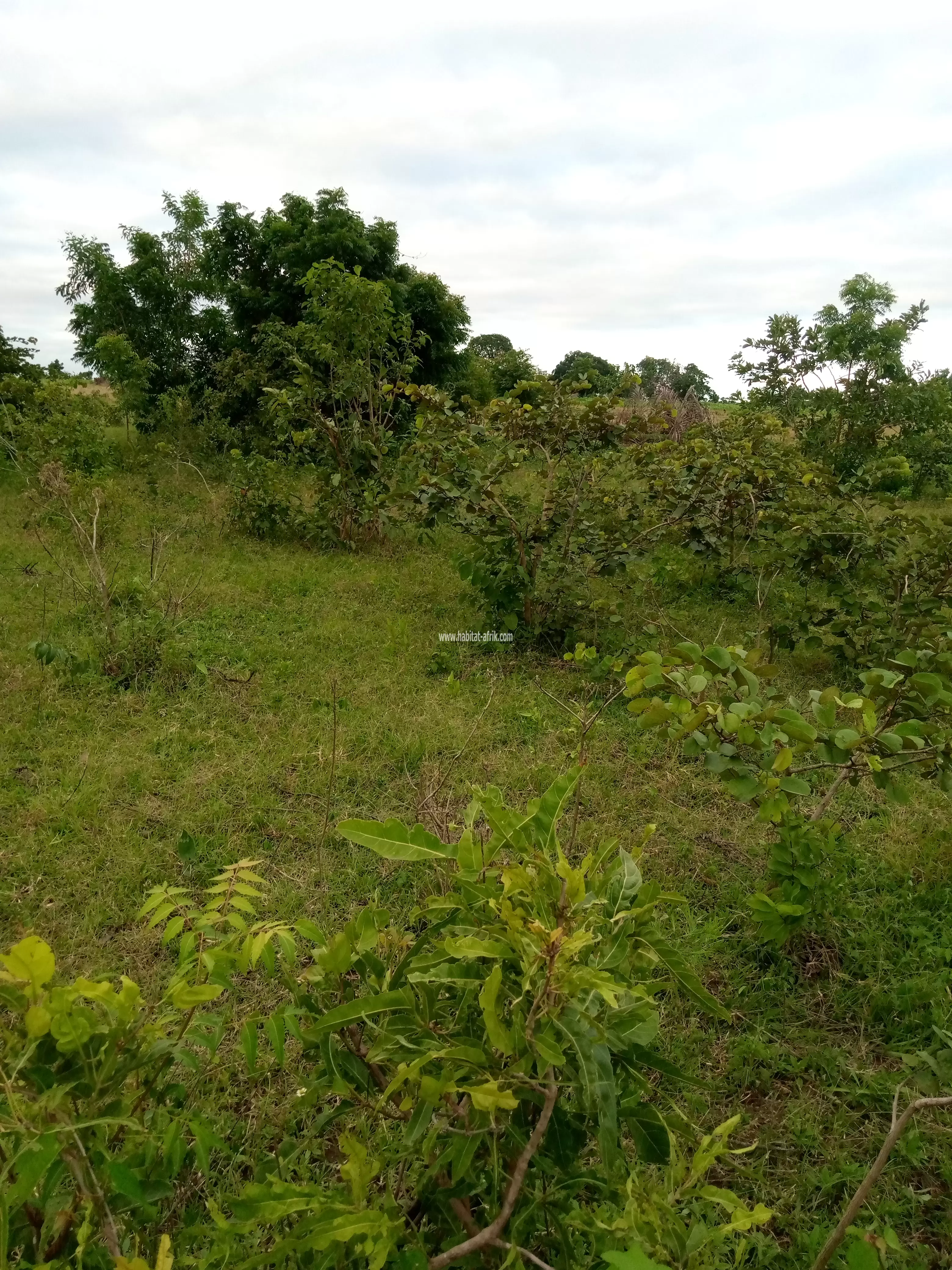 20 hectares à ABOMEY (DETOHOU) à vendre.