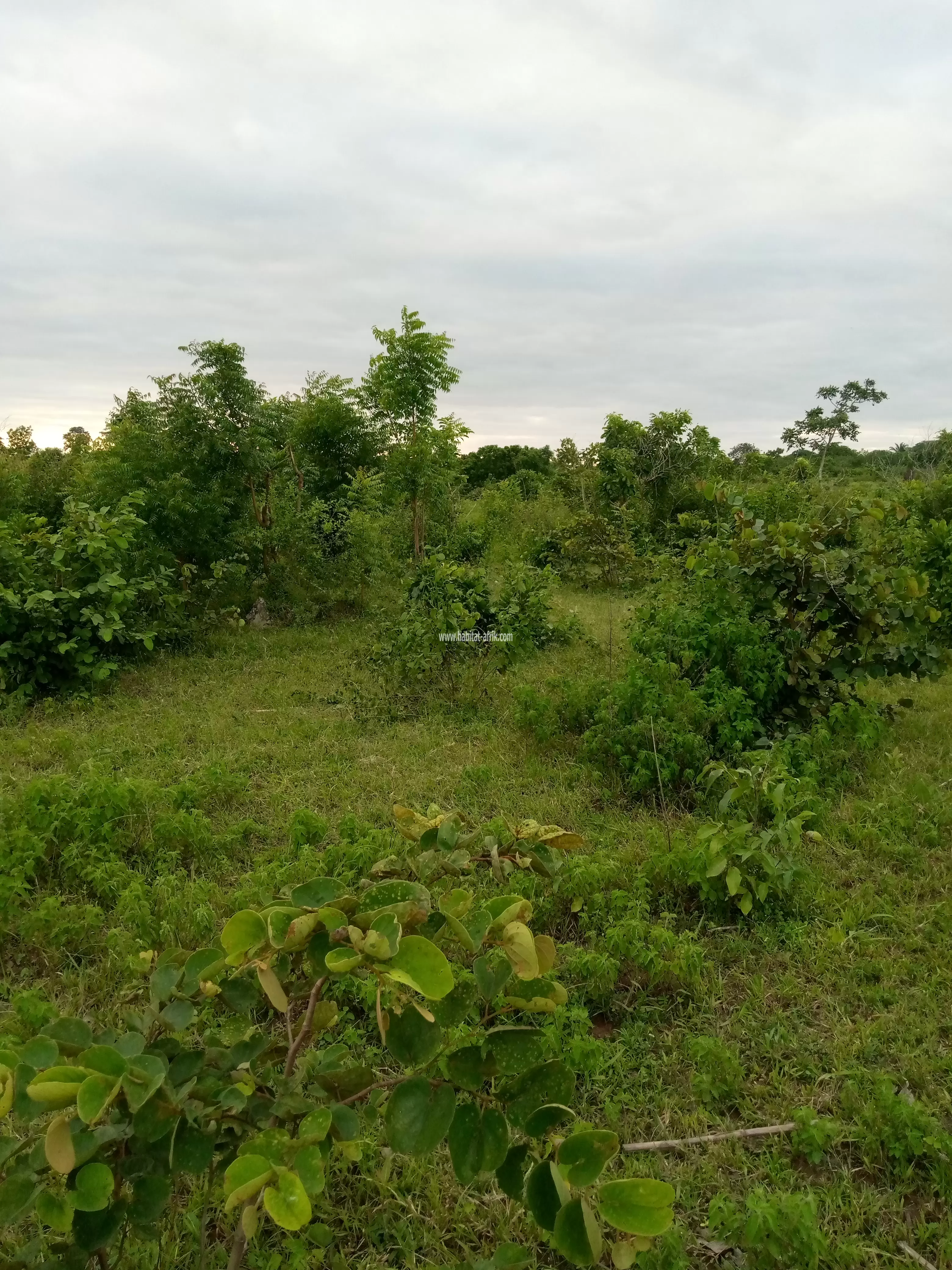 20 hectares à ABOMEY (DETOHOU) à vendre.