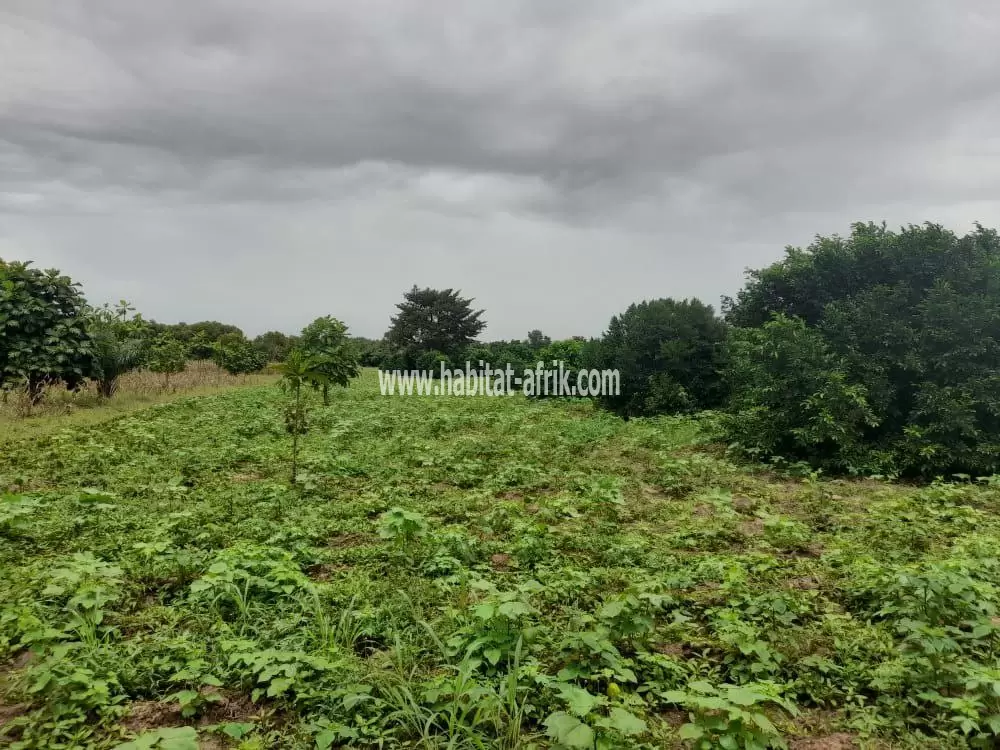 50 hectares de domaines sécurisés sont en vente à Djidja Monsourou, dans le département de Zou, Bénin