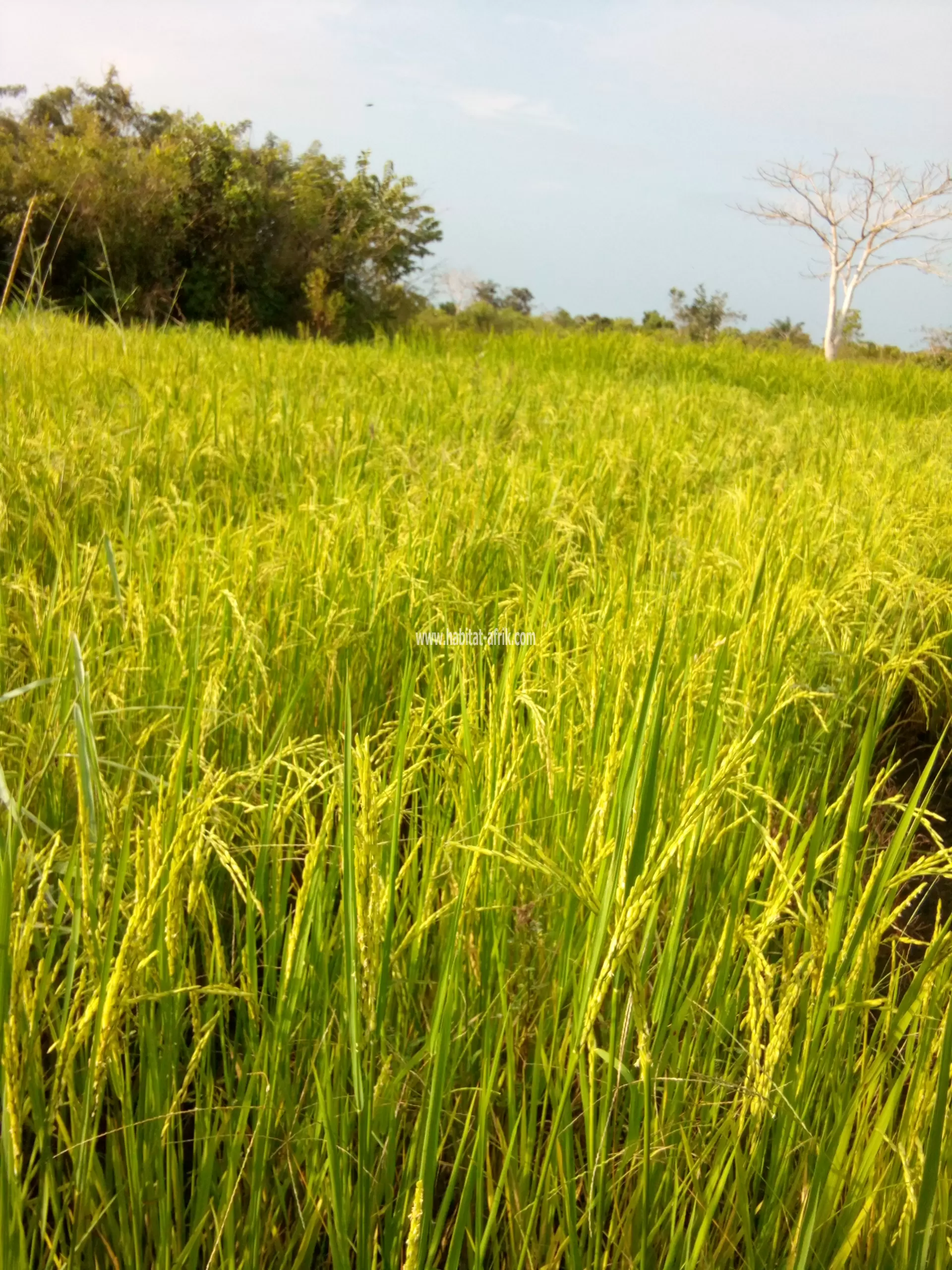 Terrain agricole????????????????????????