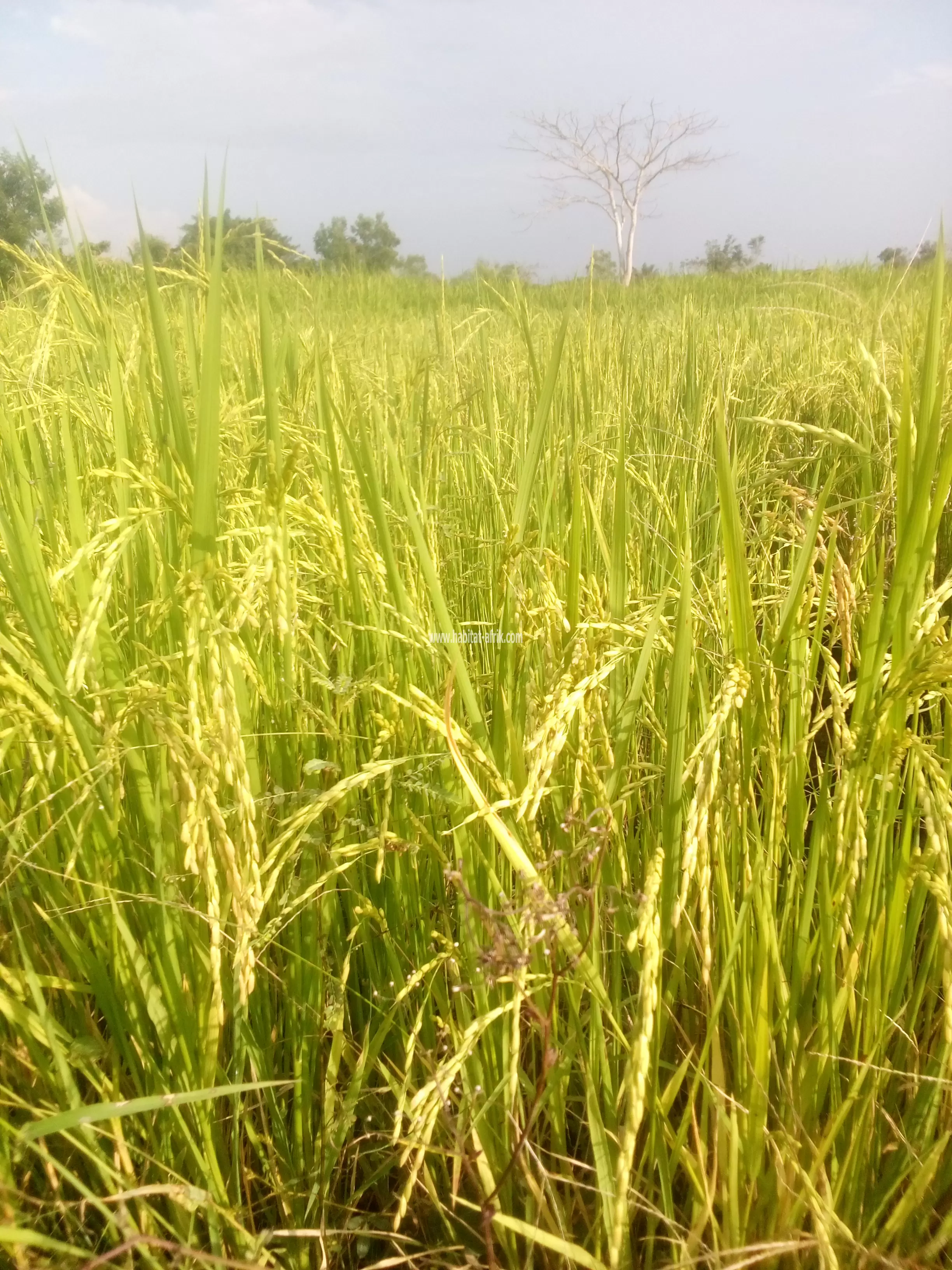 TERRAIN AGRICOLE