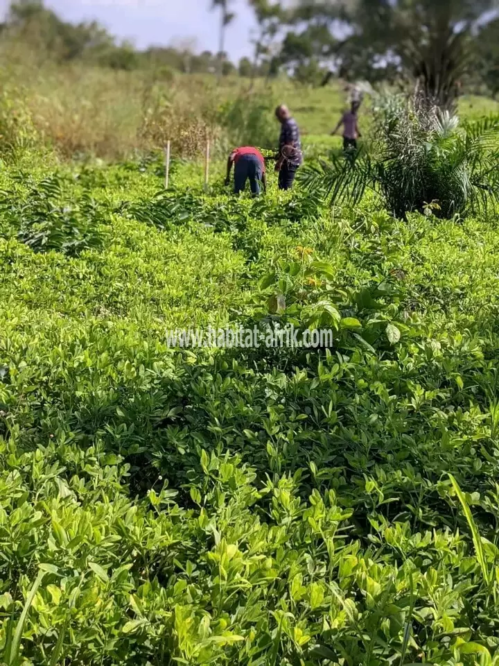 terrain agricole 