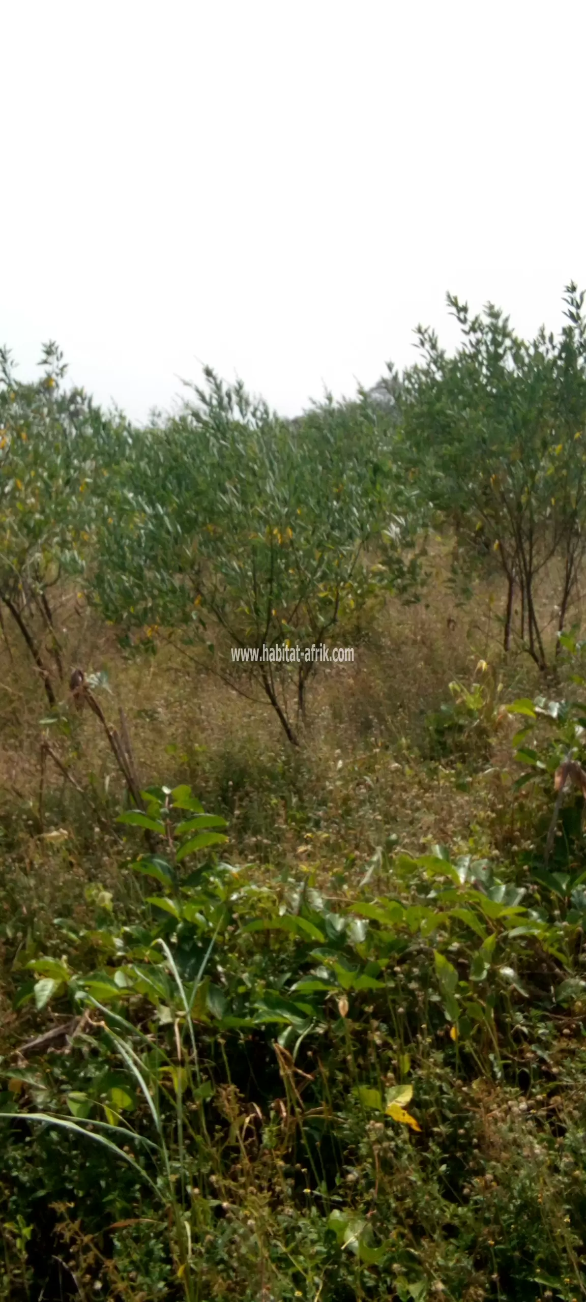 Terrain Agricole ????????????????????????