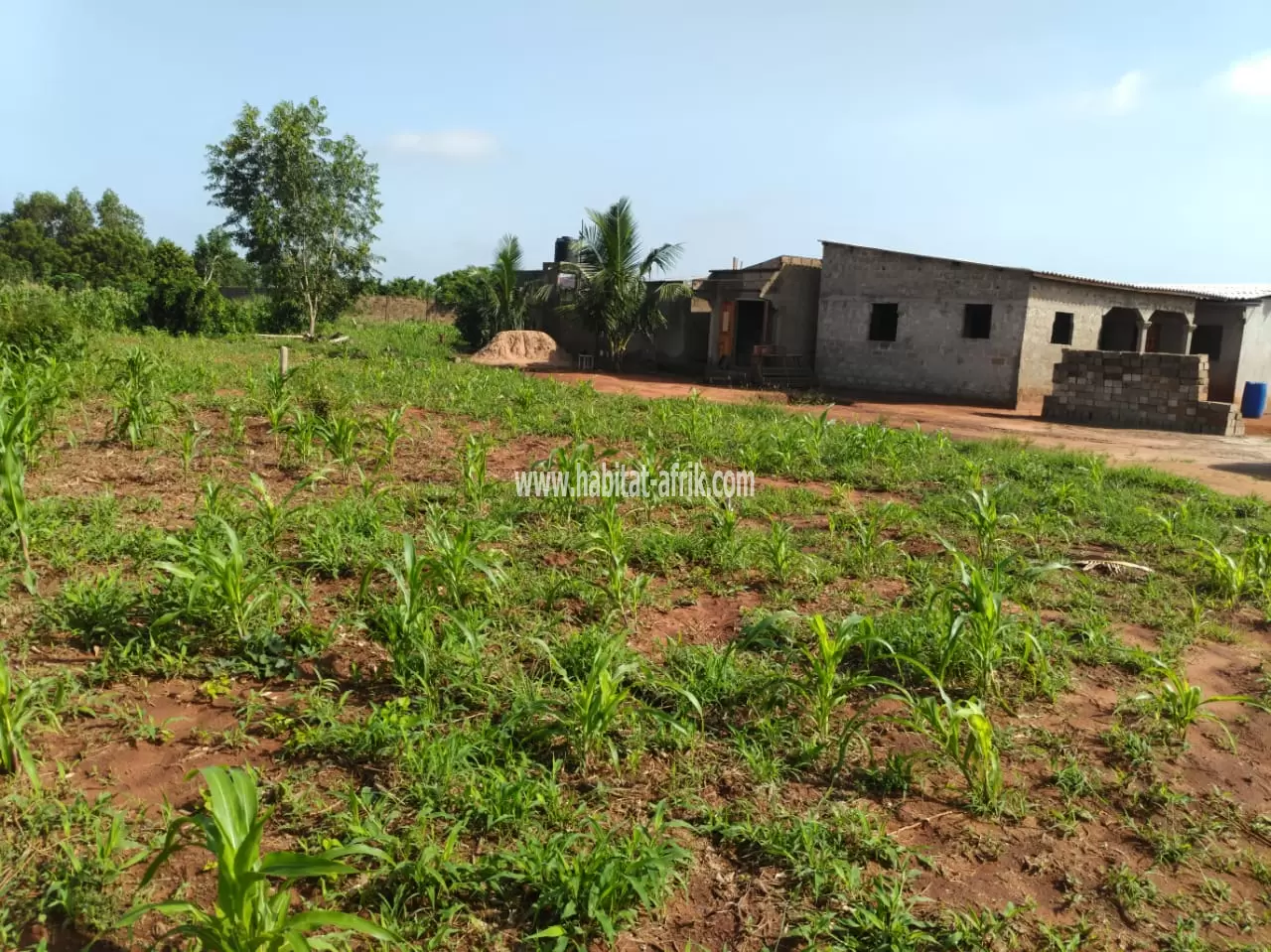 Terrain en vente à Abobo dans la préfecture du zio à 10km du goudron d'aveta à côté du lycée d'abobo 