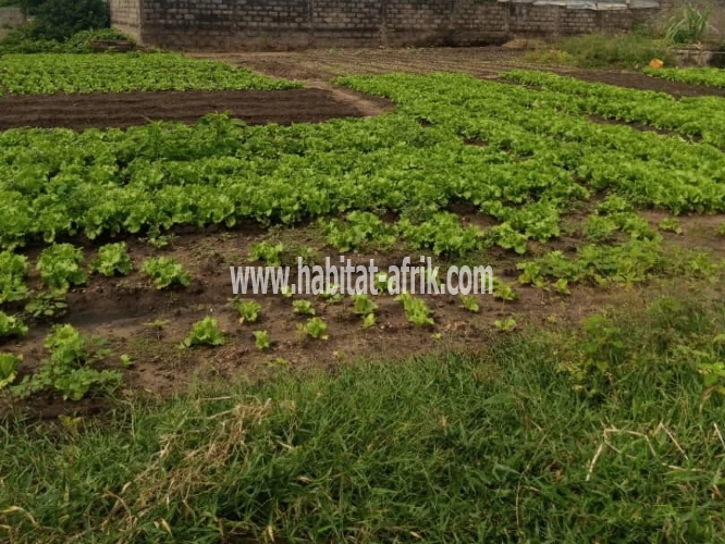 DEUX PARCELLES A VENDRE A TOGBIN